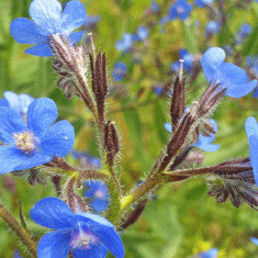 Des images de diff�rentes plantes